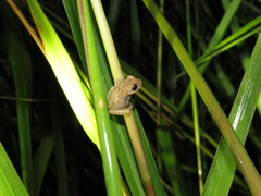 Dendropsophus riveroi