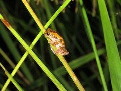 Dendropsophus arndti