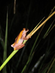 Dendropsophus arndti