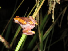 Dendropsophus arndti