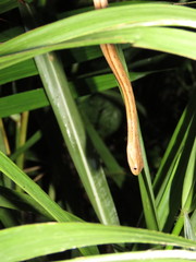 Thamnodynastes pallidus