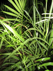 Thamnodynastes pallidus