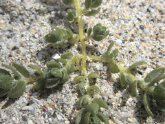 Atriplex billardierei