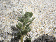 Atriplex billardierei