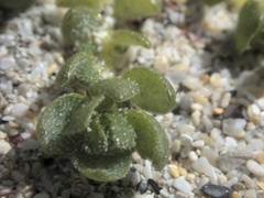 Atriplex billardierei