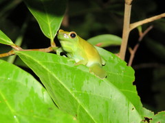 Sphaenorhynchus lacteus