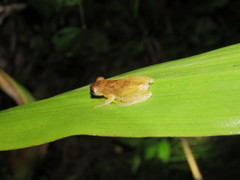 Dendropsophus joannae