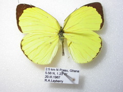 Eurema senegalensis image