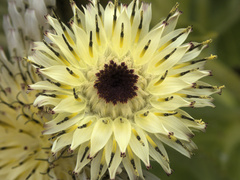 Sonchus grandifolius