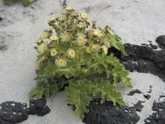 Sonchus grandifolius