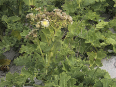 Sonchus grandifolius