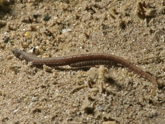 Festucalex kulbickii