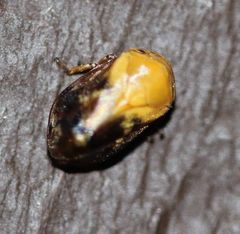 Clastoptera achatina