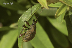 Otiorhynchus armadillo