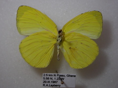 Eurema senegalensis
