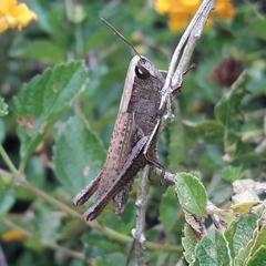 Amblytropidia robusta