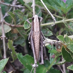 Amblytropidia robusta