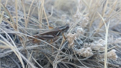 Melanoplus packardii