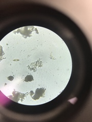 Cymbella