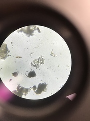 Cymbella