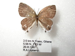 Hypolycaena