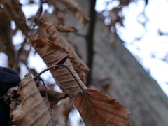 Carpinus betulus