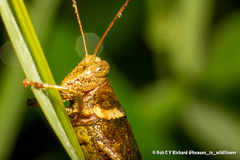 Apalacris varicornis