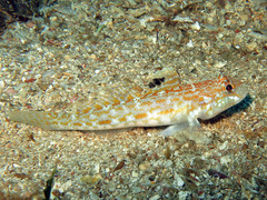 Gobius kolombatovici