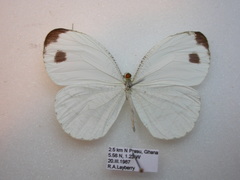 Leptosia hybrida hybrida