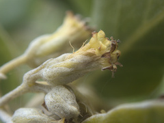 Olearia traversiorum