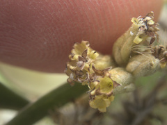 Olearia traversiorum