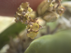 Olearia traversiorum