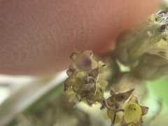 Olearia traversiorum
