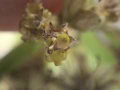 Olearia traversiorum
