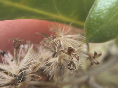 Olearia traversiorum