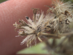 Olearia traversiorum