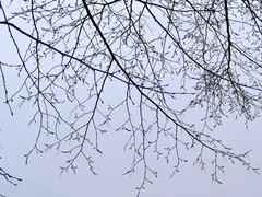Carpinus betulus