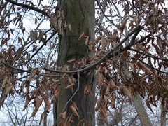 Carpinus betulus