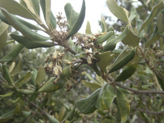 Olearia traversiorum