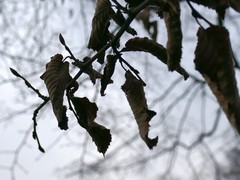 Carpinus betulus