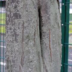 Carpinus betulus