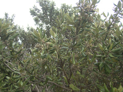 Olearia traversiorum