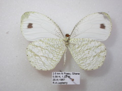 Leptosia hybrida hybrida