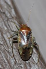 Neolygus vitticollis