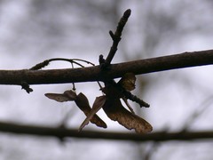 Acer campestre