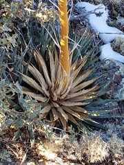 Agave utahensis