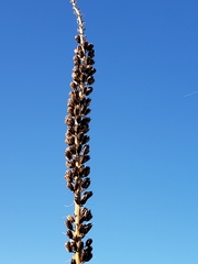 Agave utahensis