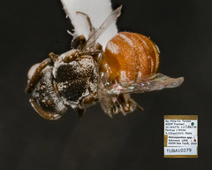 Holcopasites minimus