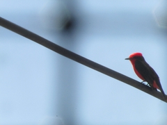 Pyrocephalus rubinus