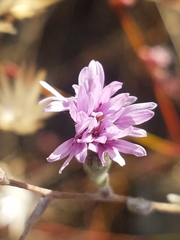 Lessingia hololeuca